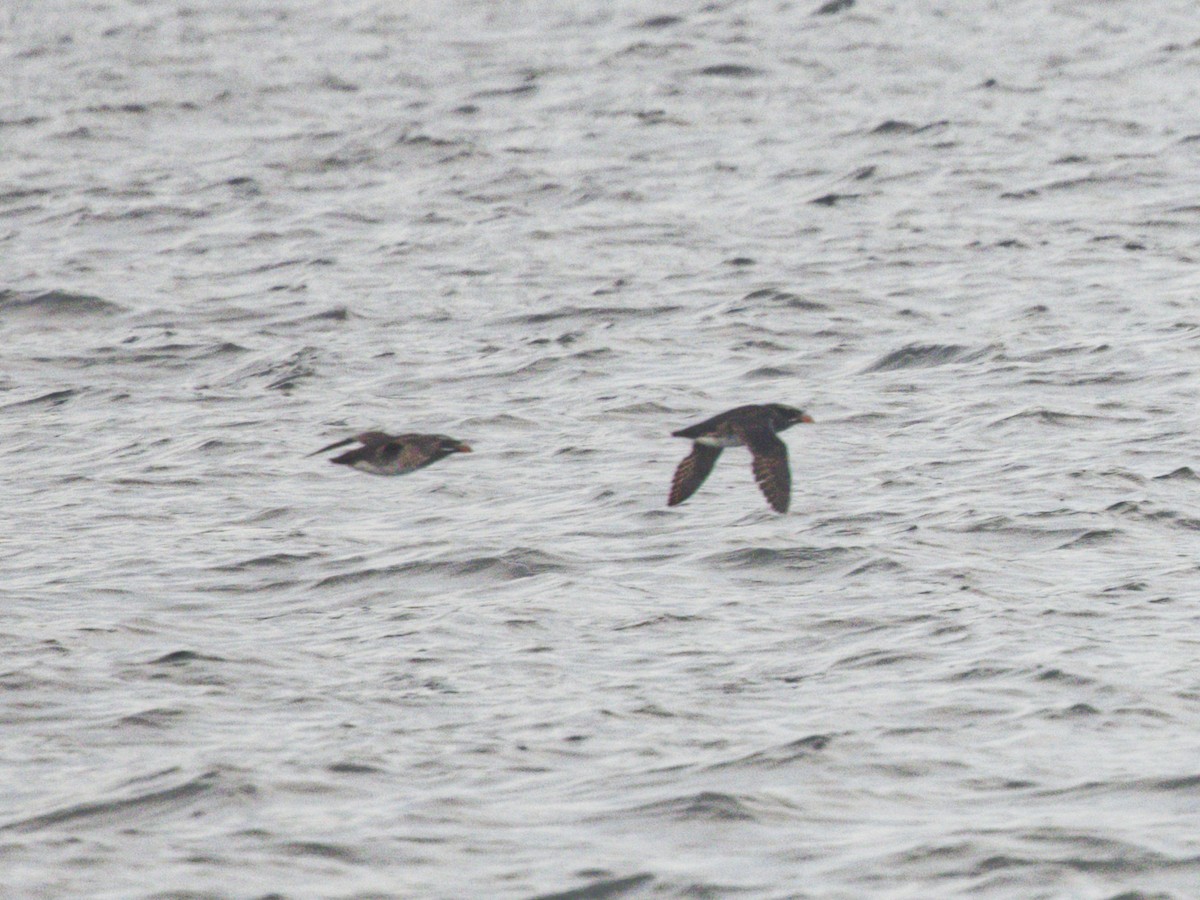 Rhinoceros Auklet - ML638395763