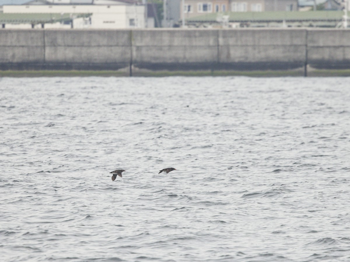Rhinoceros Auklet - ML638395764