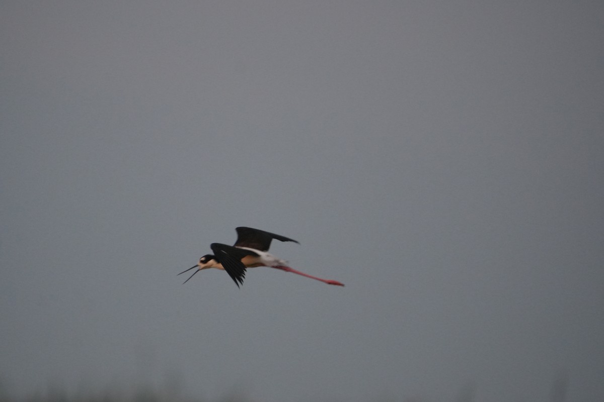 Black-necked Stilt - ML638395775