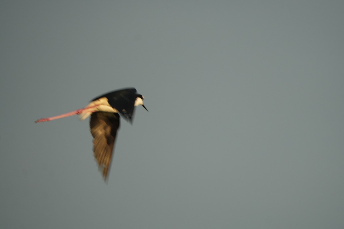 Black-necked Stilt - ML638395779