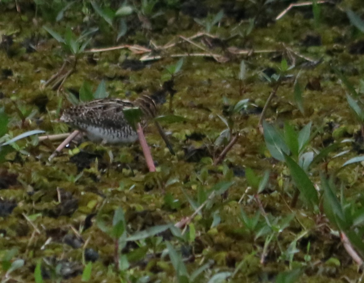 Pantanal Snipe - ML638395791