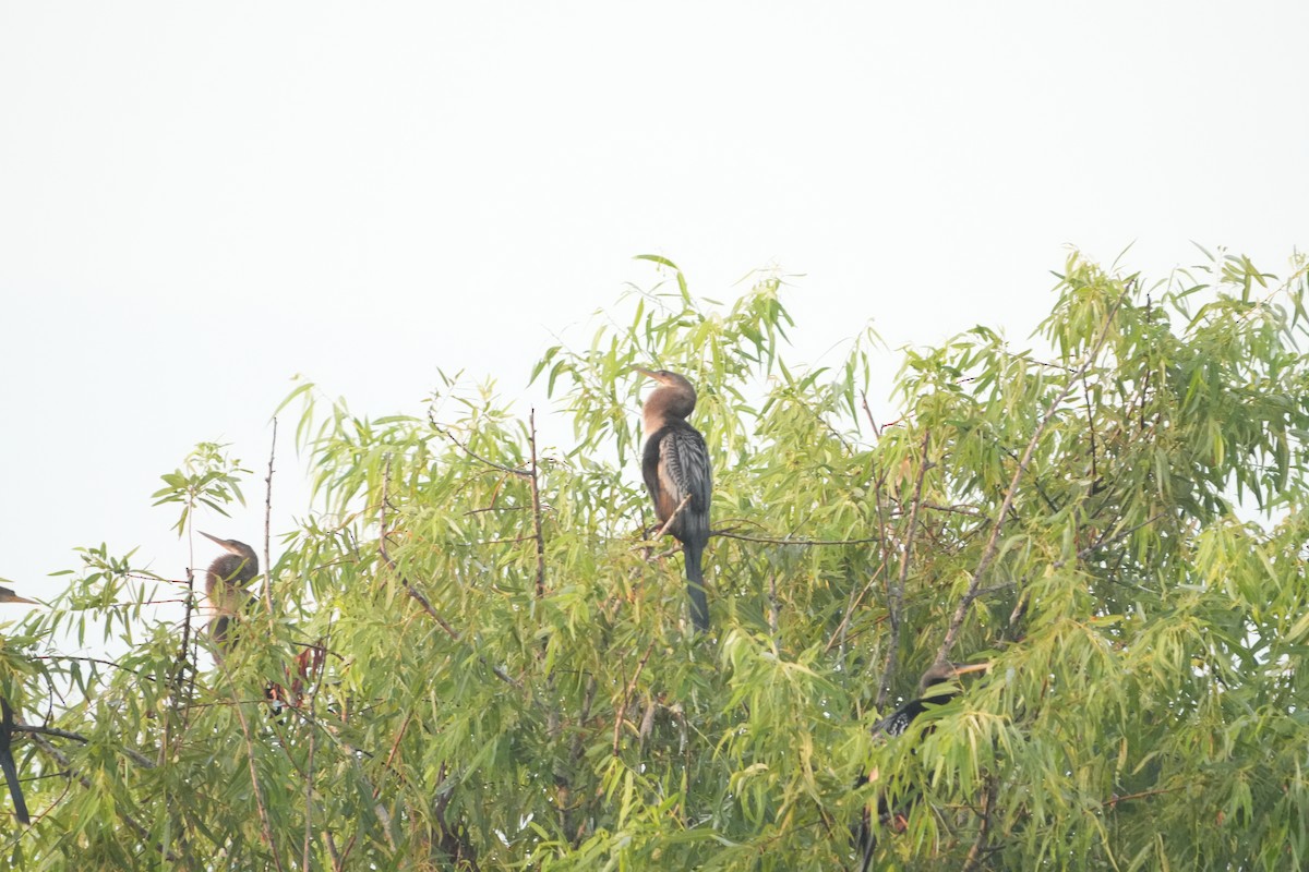 Anhinga - ML638395816