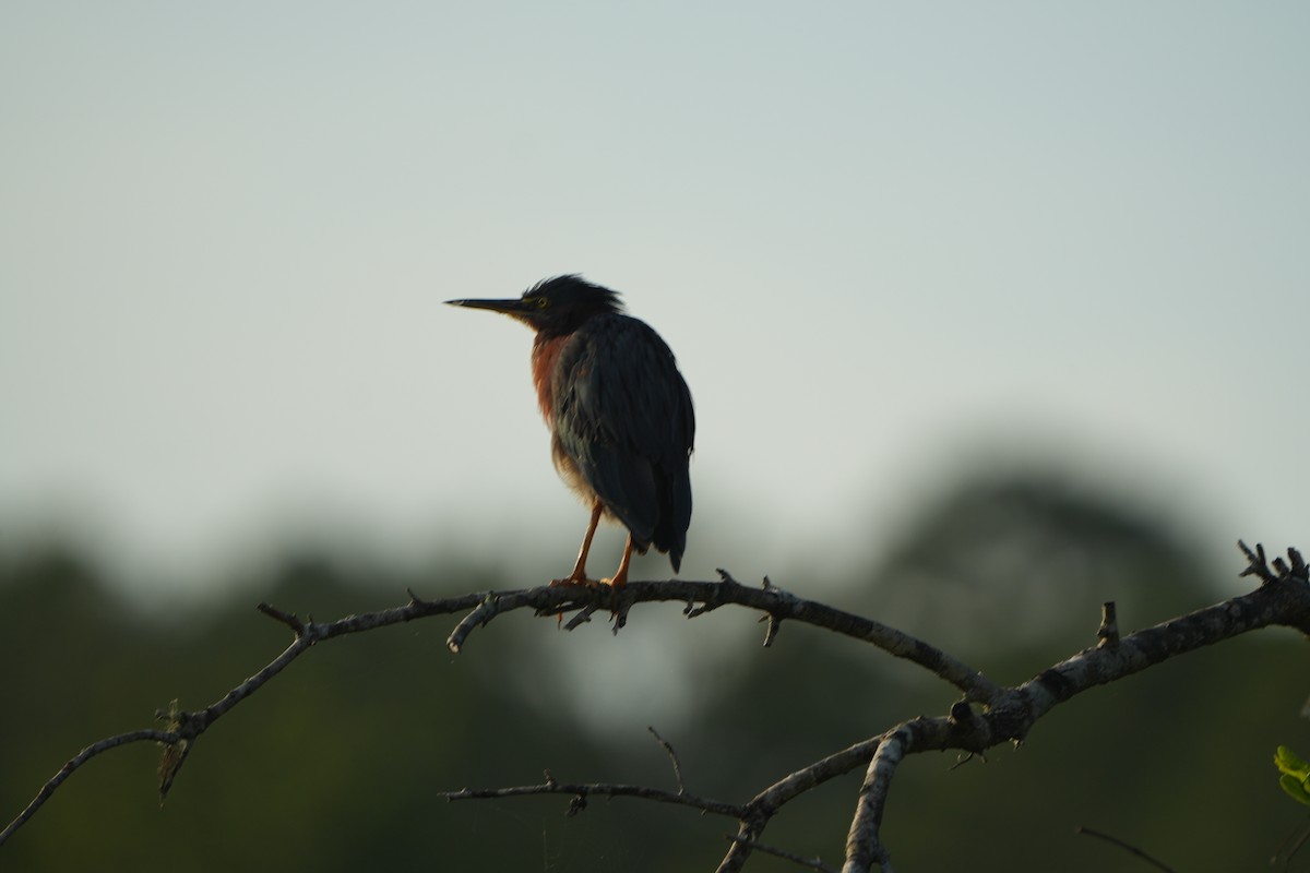 Green Heron - ML638395827