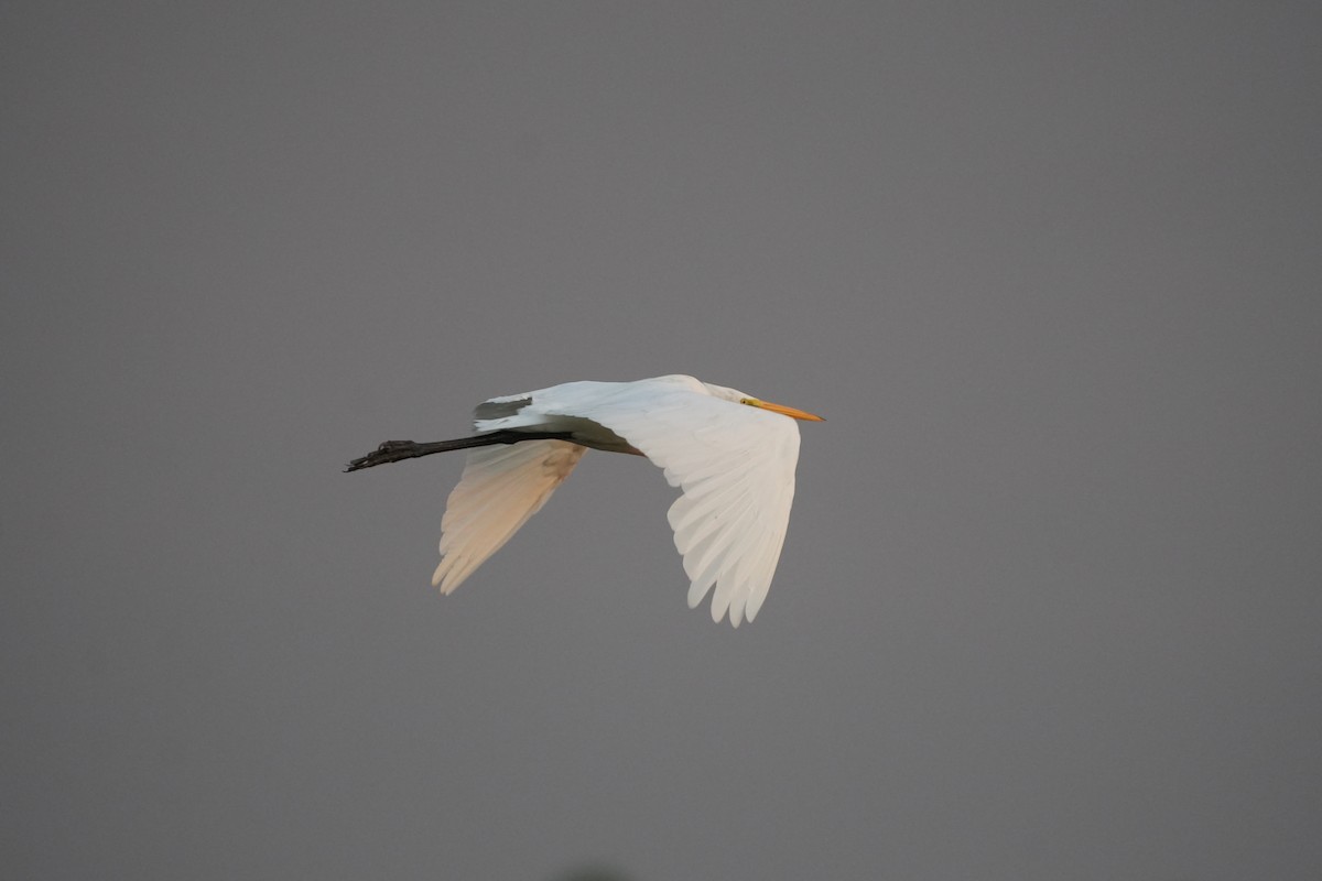 Great Egret - ML638395831