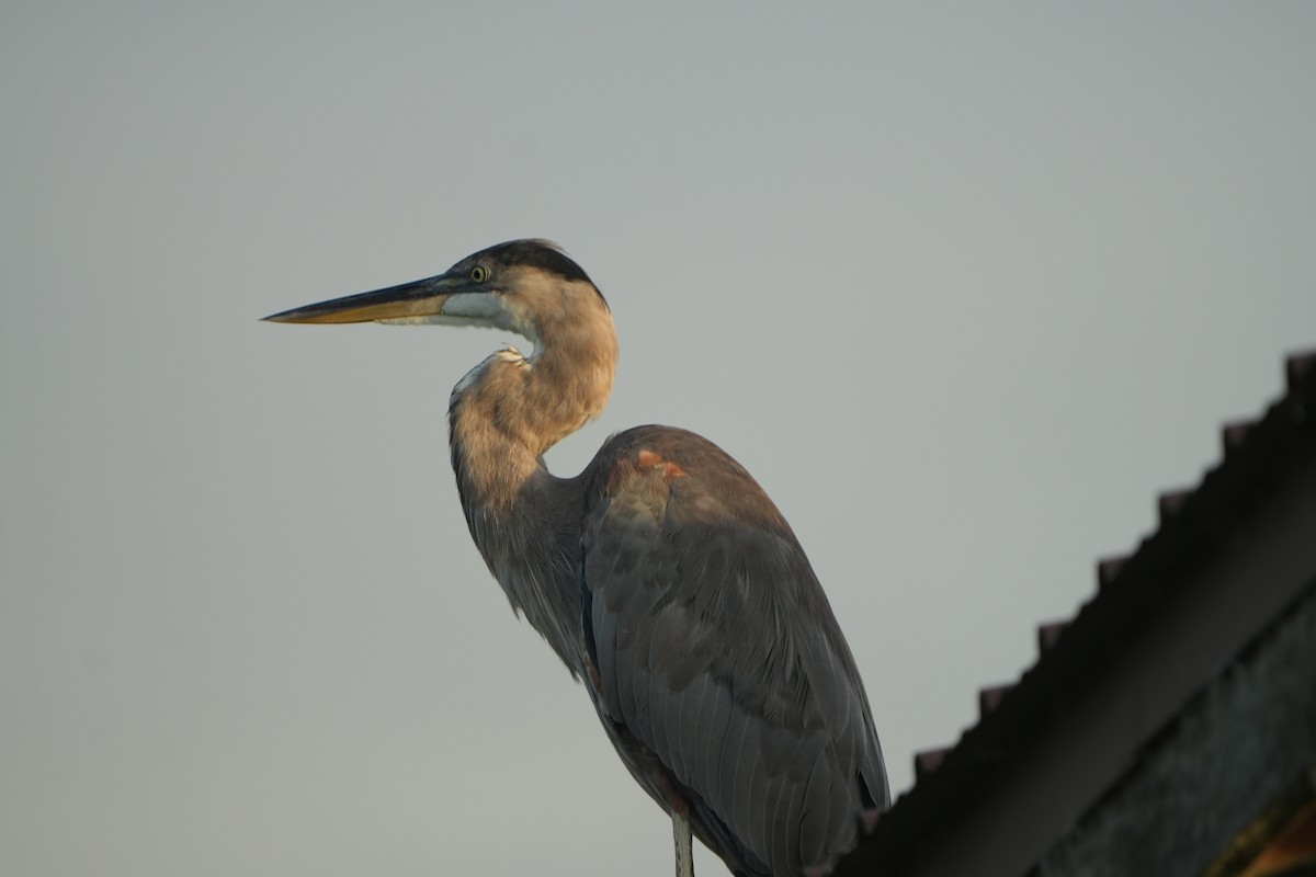 Great Blue Heron - ML638395843