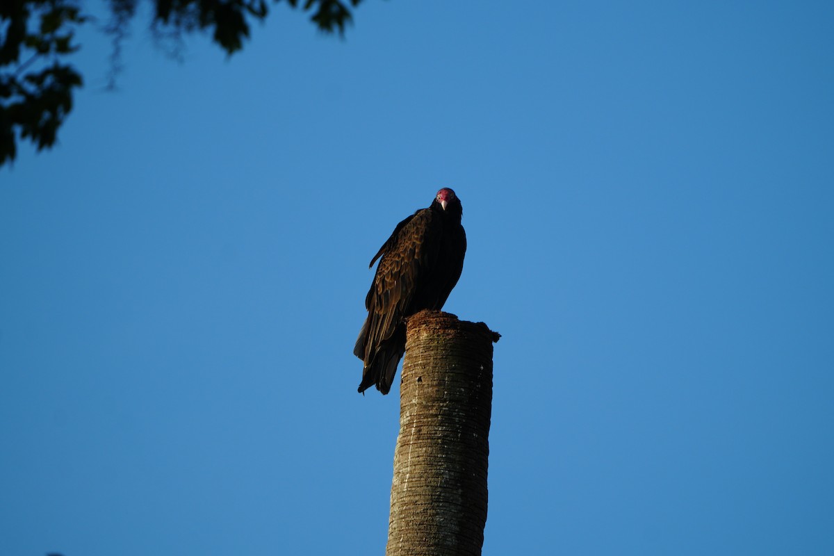Turkey Vulture - ML638395847