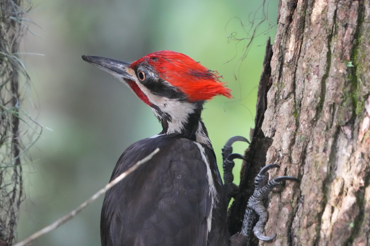 Pileated Woodpecker - ML638395860