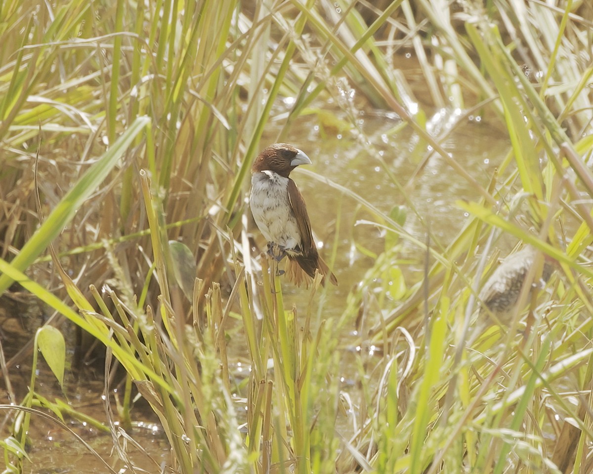 Five-colored Munia - ML638395865