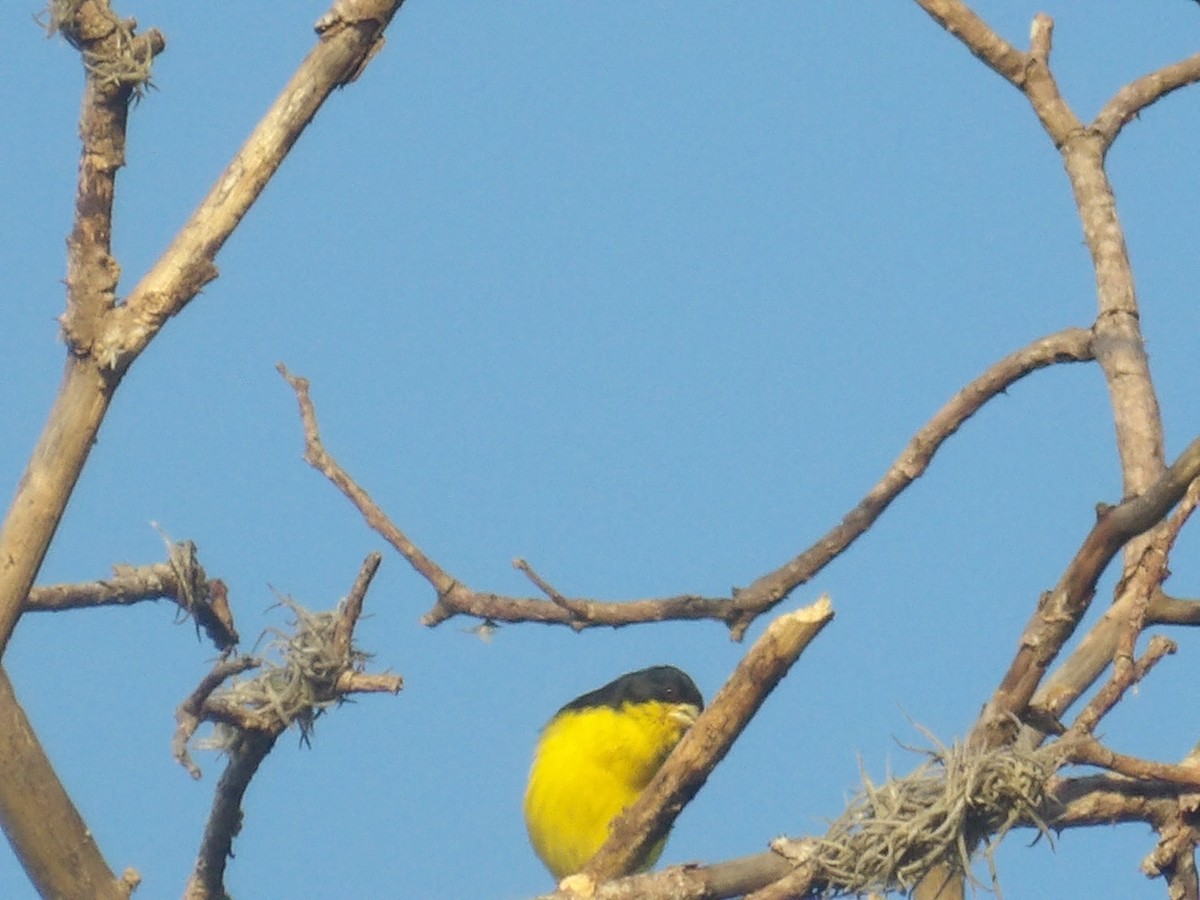Lesser Goldfinch - ML638395867