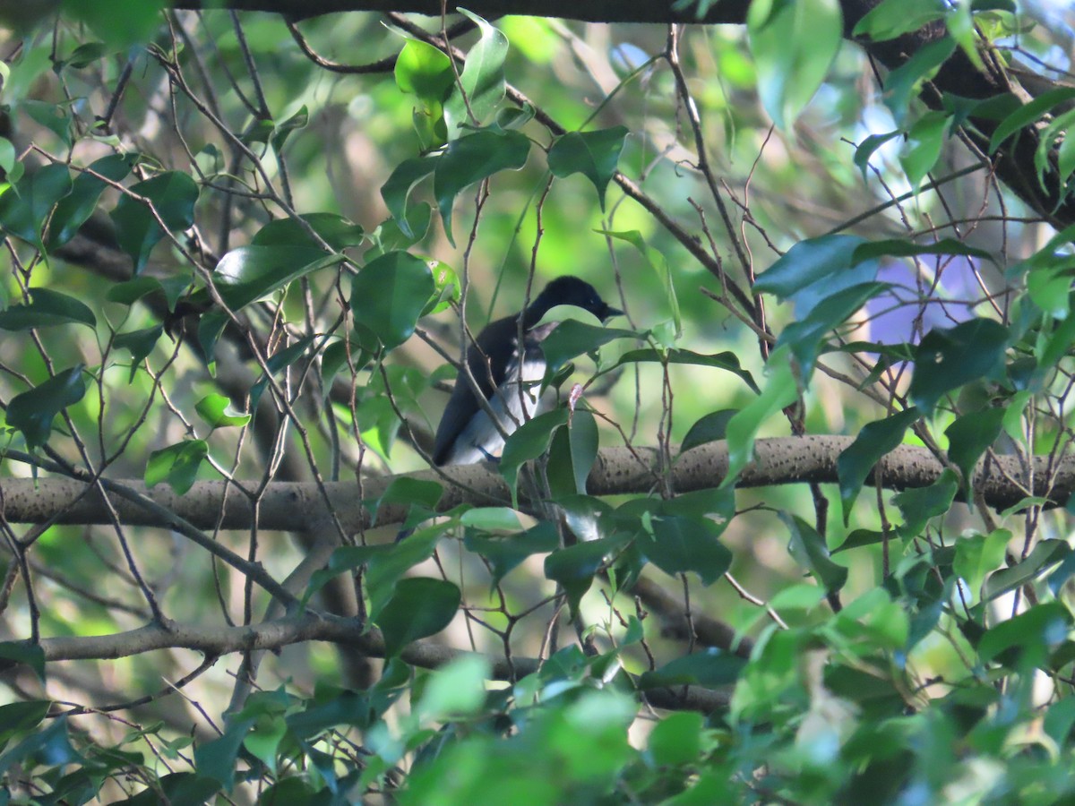 Black-naped Monarch - ML638395869