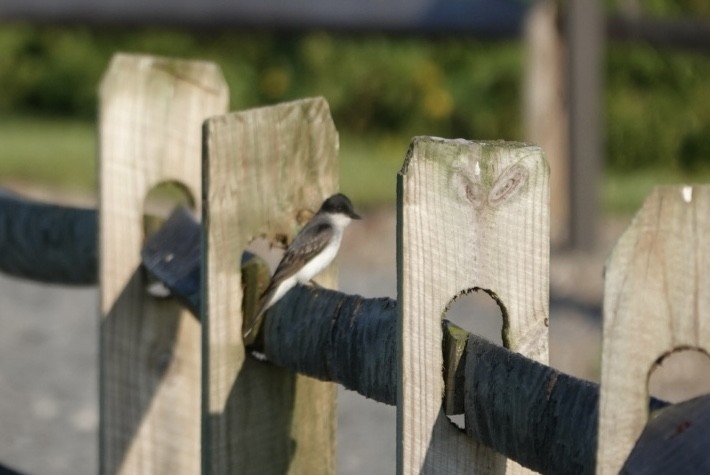 Eastern Kingbird - ML638395871