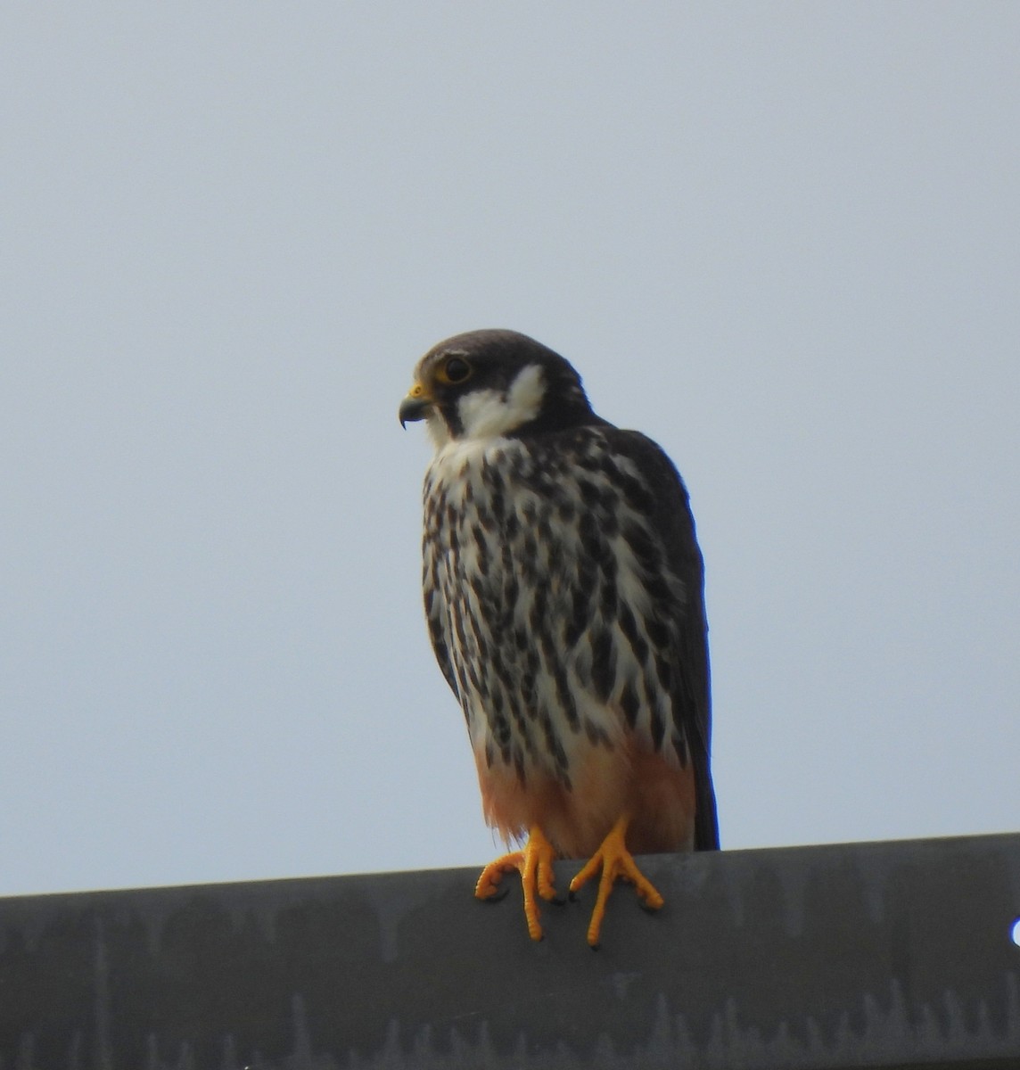 Eurasian Hobby - ML638395872