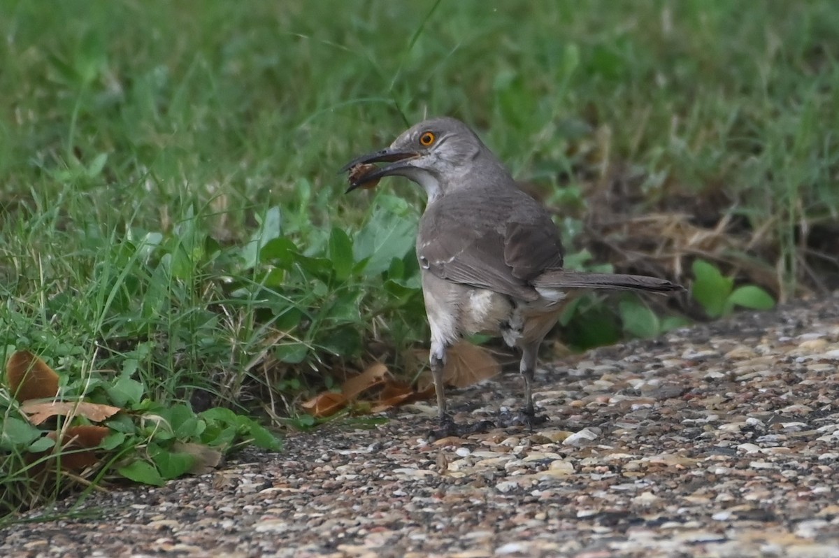 Curve-billed Thrasher - ML638395873