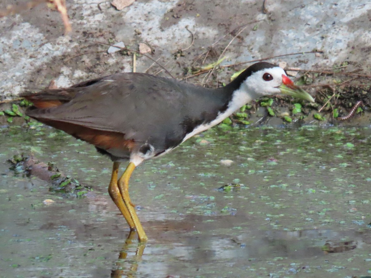 White-breasted Waterhen - ML638395875