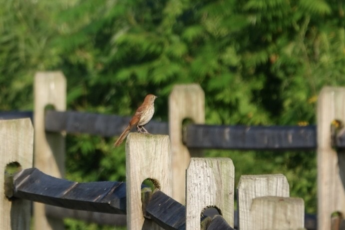 Brown Thrasher - ML638395877