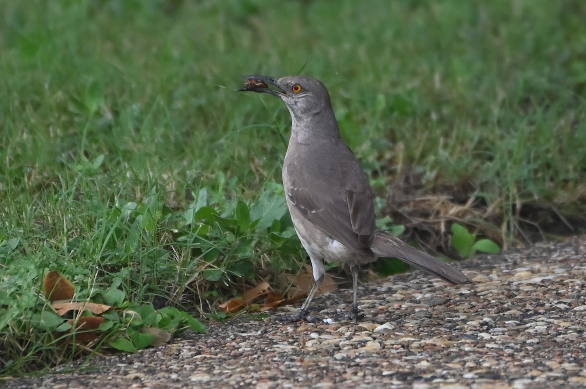 Curve-billed Thrasher - ML638395878