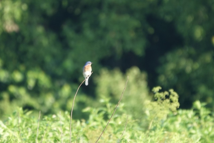Eastern Bluebird - ML638395880