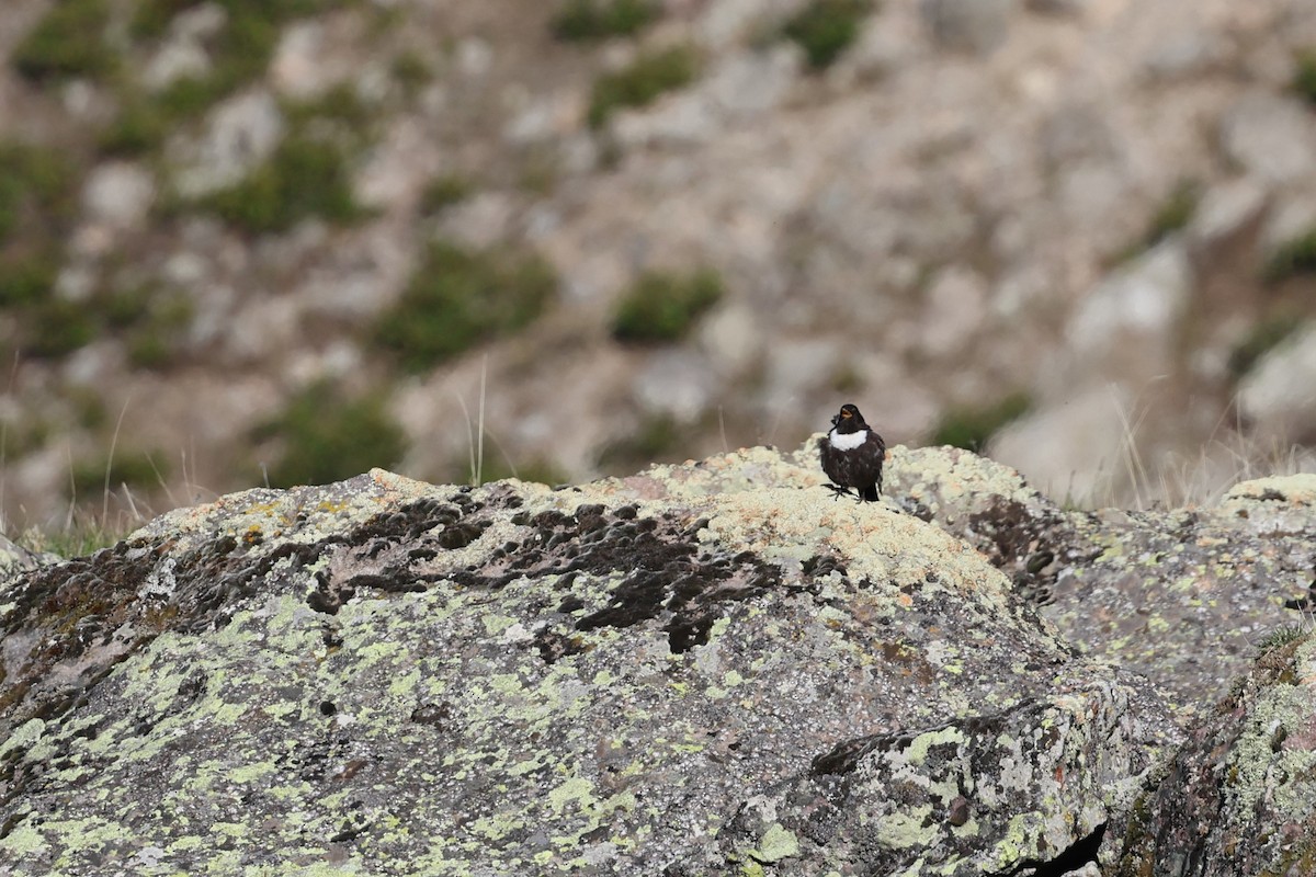 Ring Ouzel - ML638395881