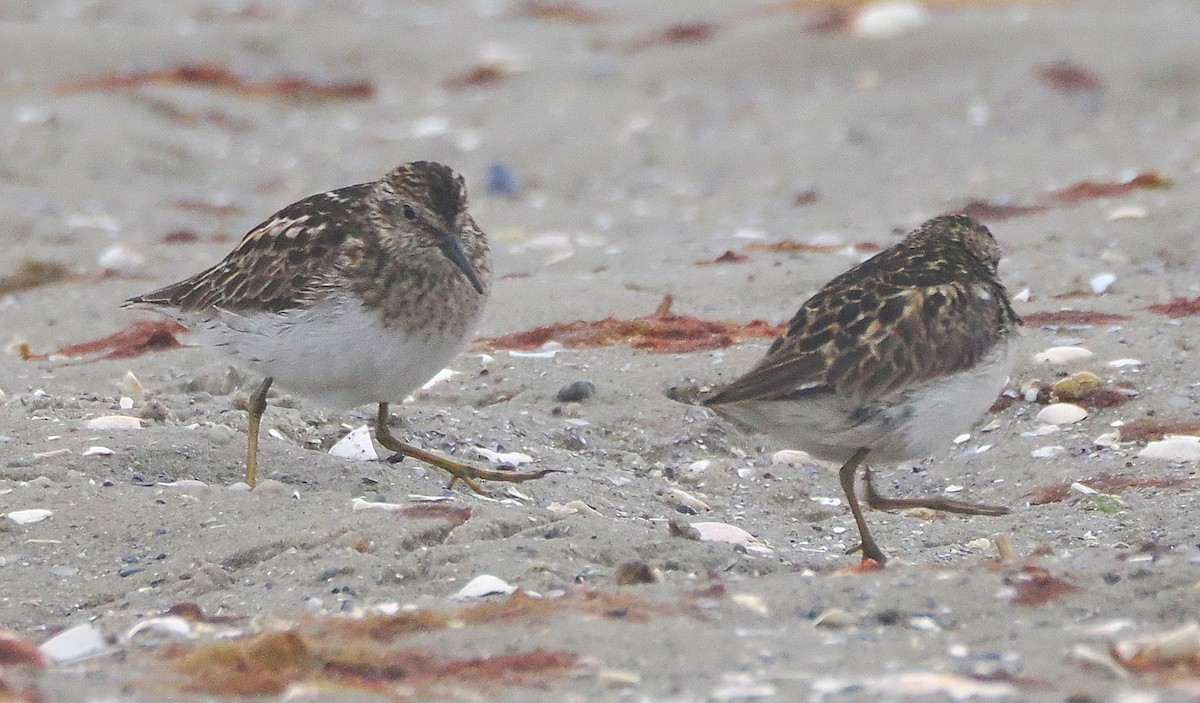 Least Sandpiper - ML638395883