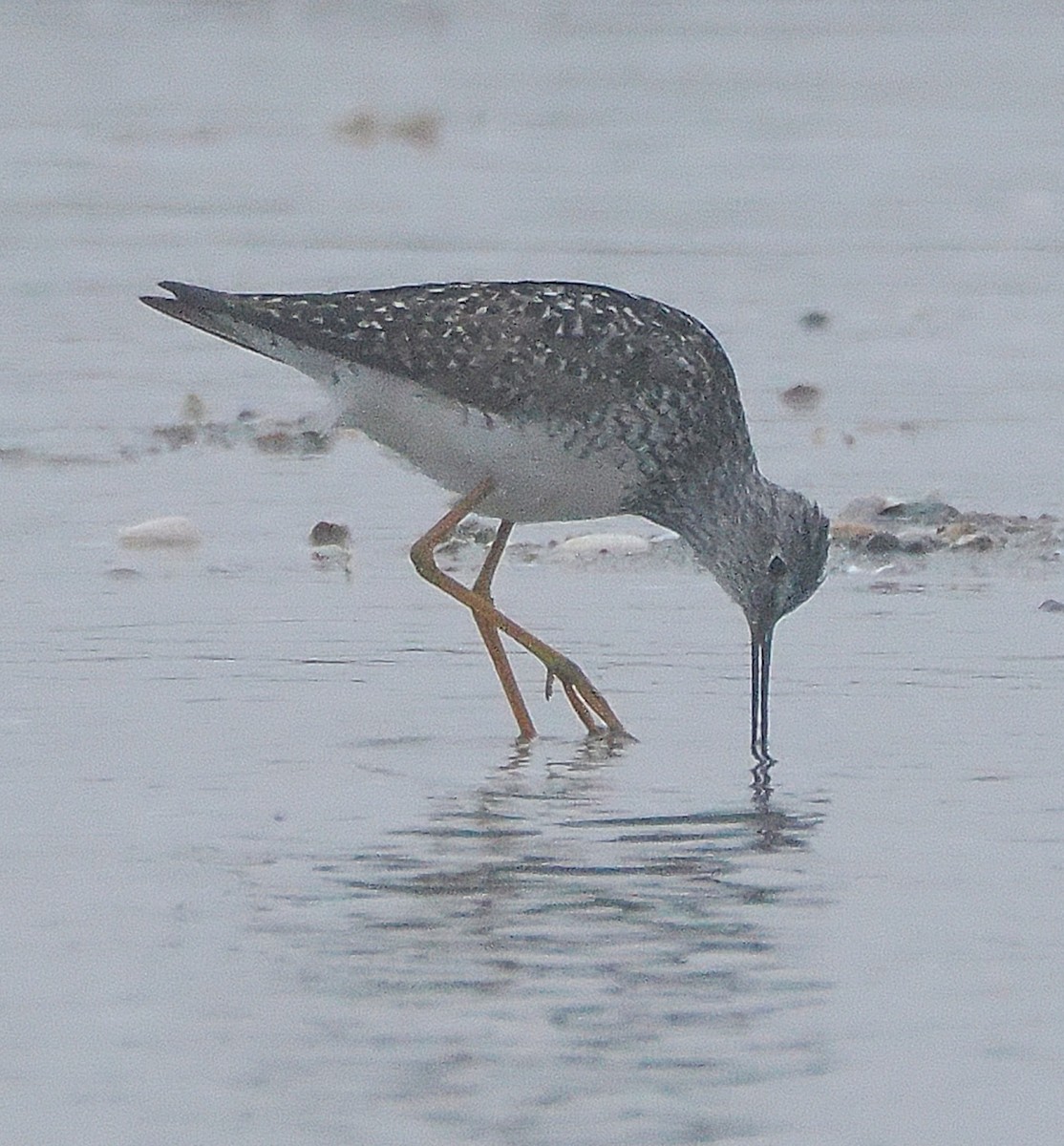 Lesser Yellowlegs - ML638395886