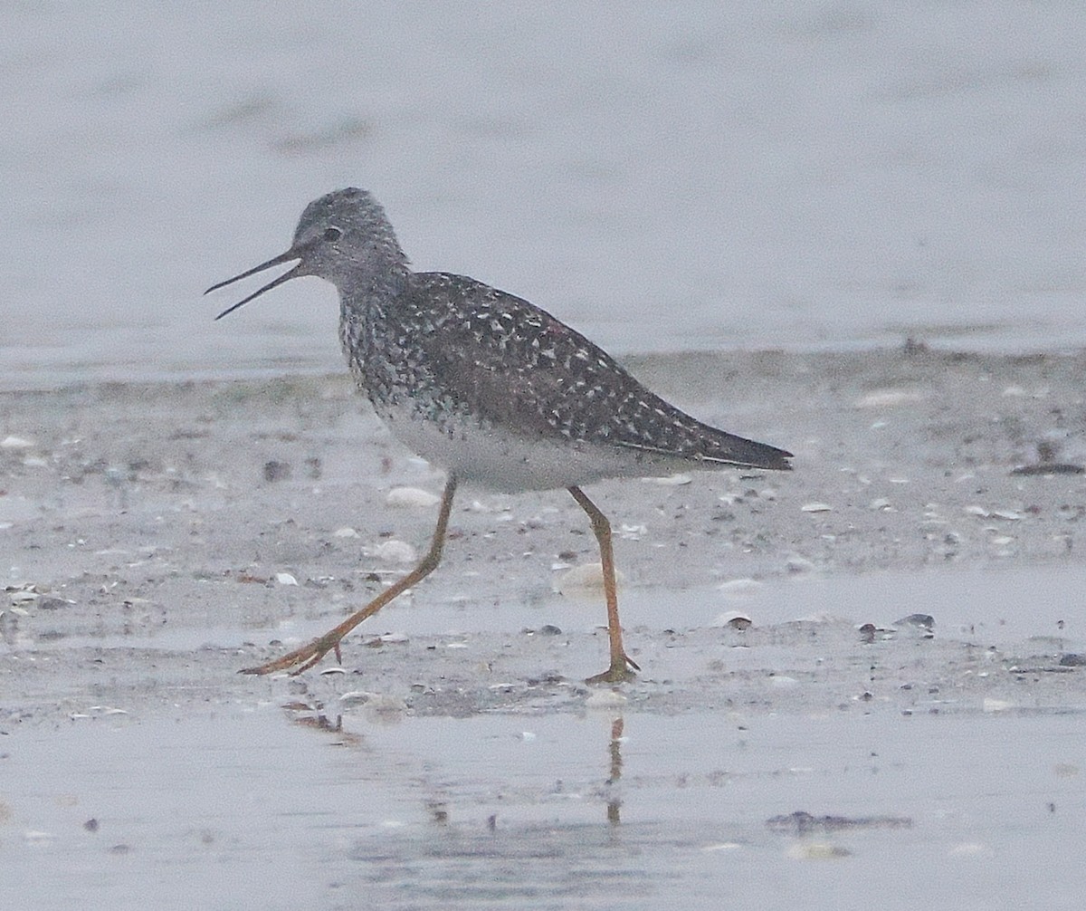 Lesser Yellowlegs - ML638395887