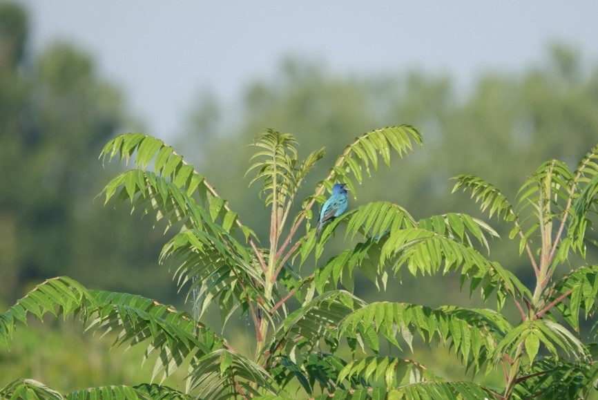 Indigo Bunting - ML638395889