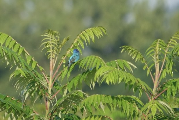 Indigo Bunting - ML638395890