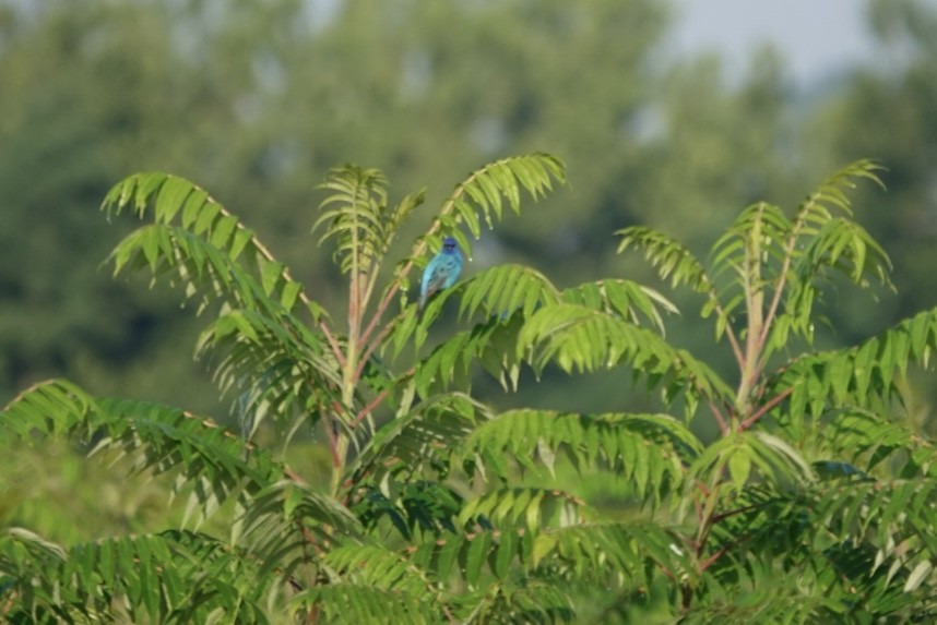 Indigo Bunting - ML638395891