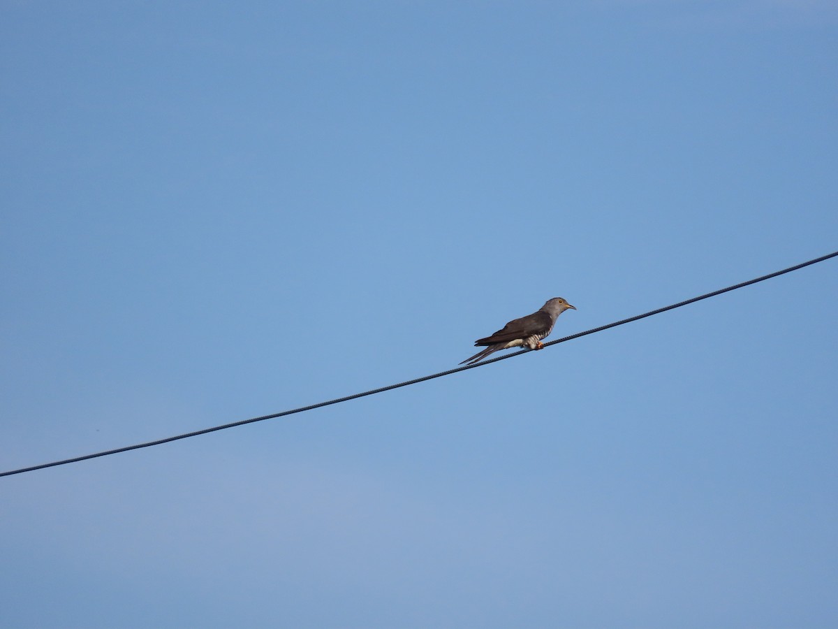Oriental Cuckoo - ML638395892