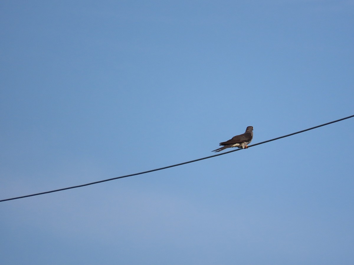 Oriental Cuckoo - ML638395894