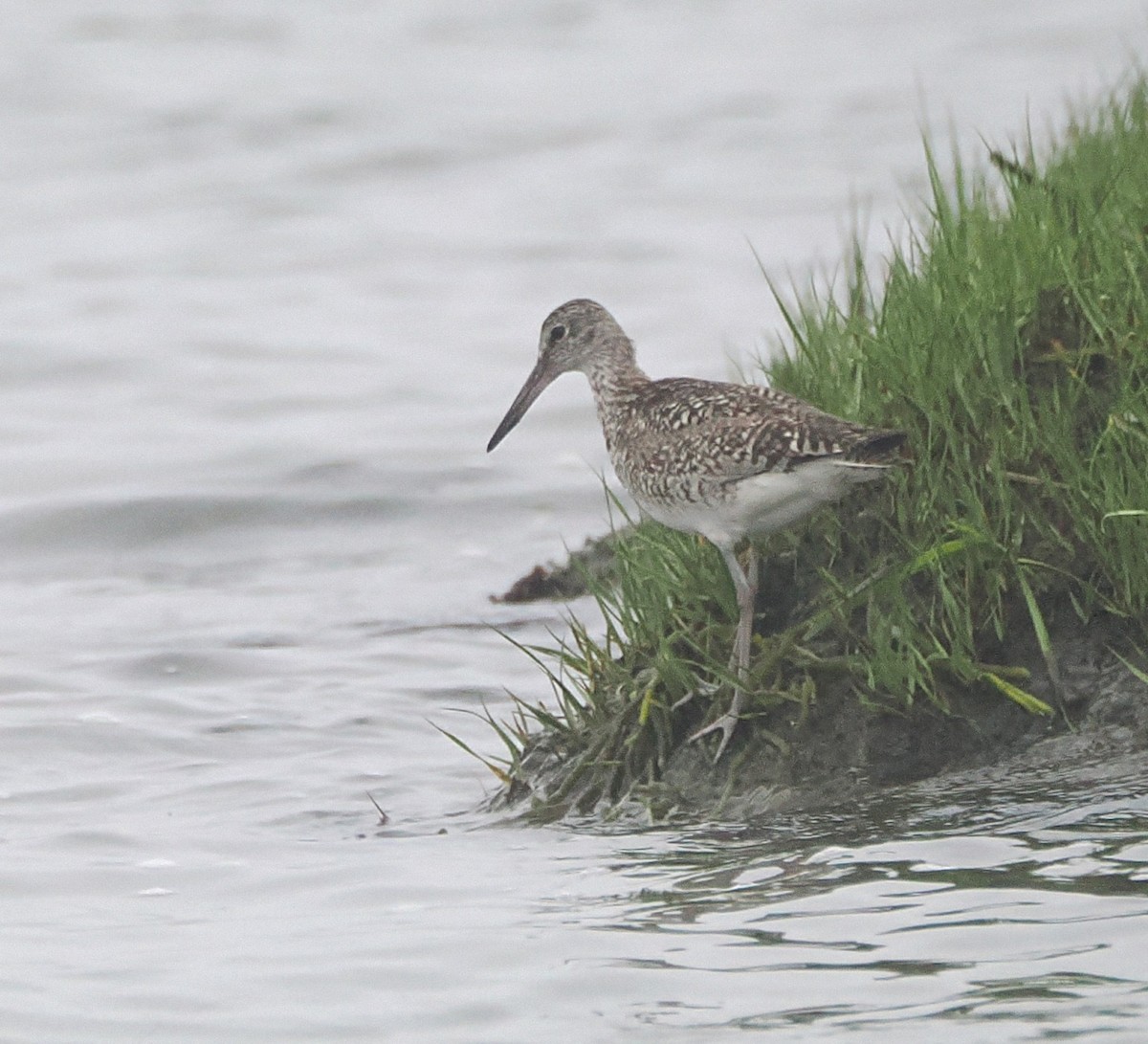 Willet - ML638395898