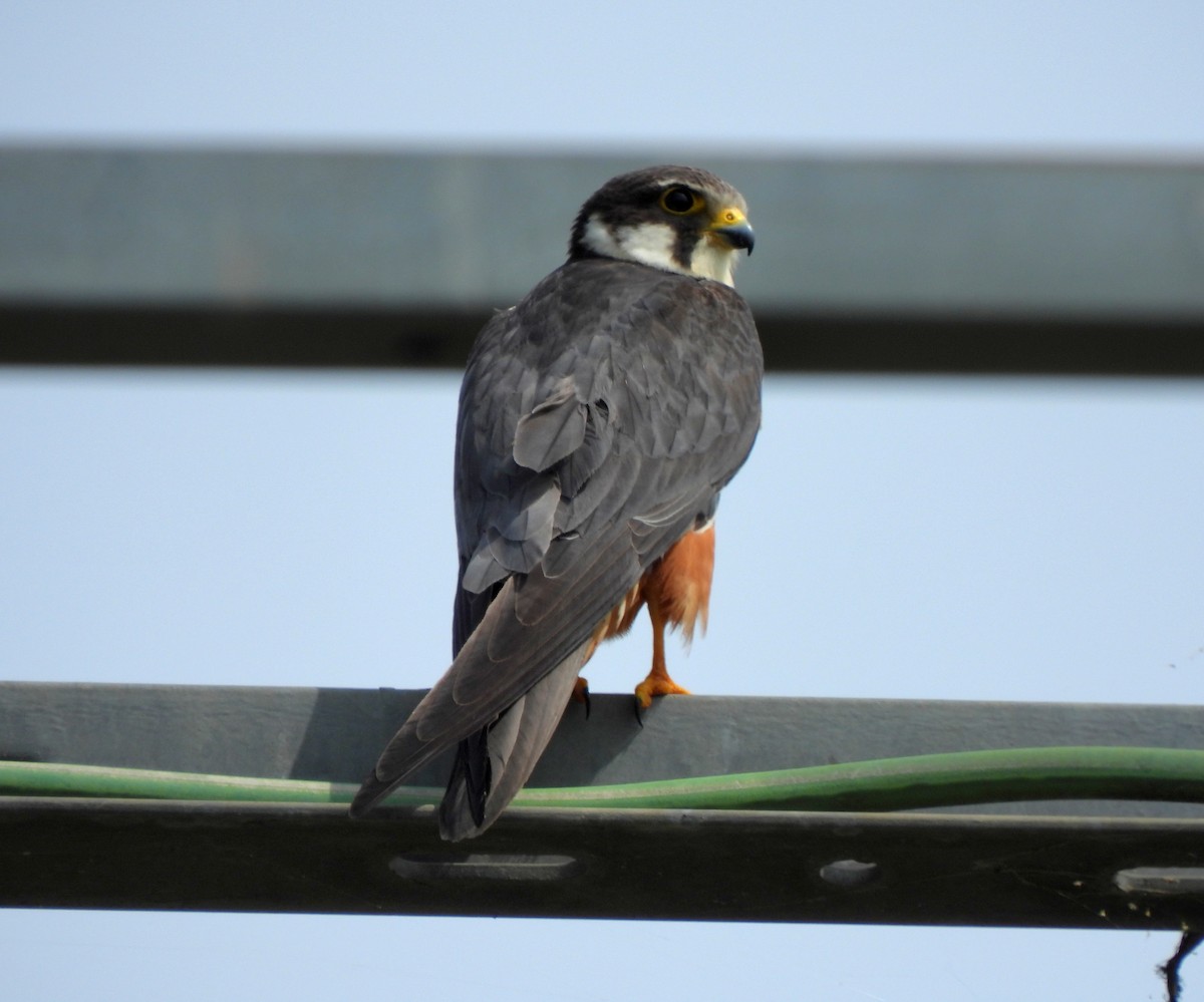Eurasian Hobby - ML638395903