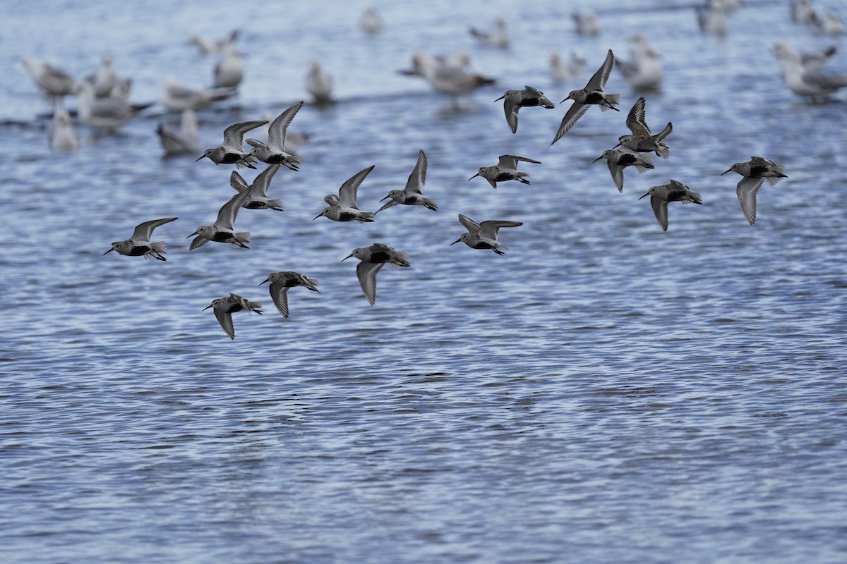 Dunlin - ML638395905