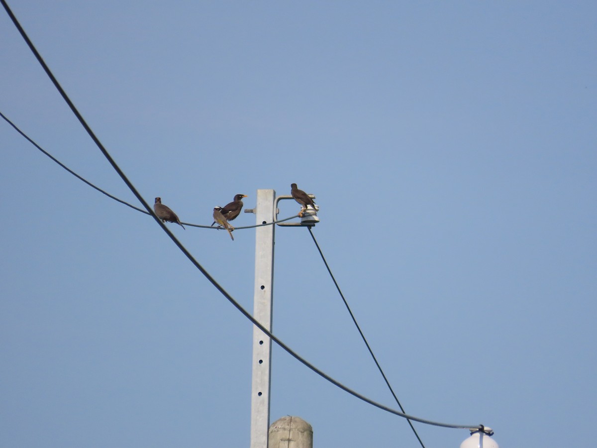 Javan Myna - ML638395906