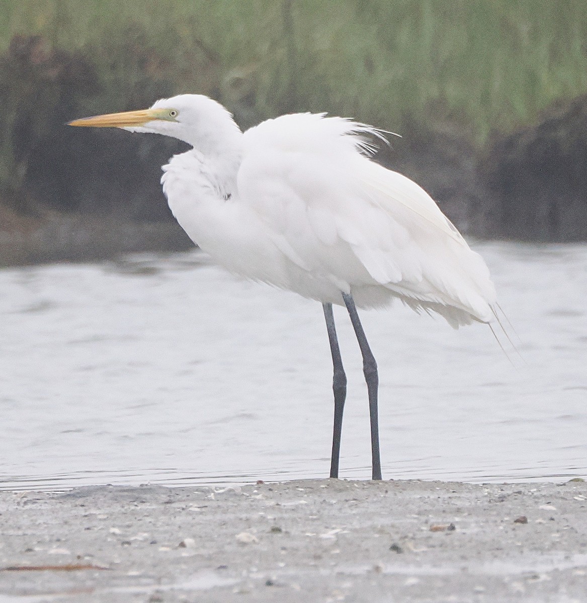 Great Egret - ML638395907