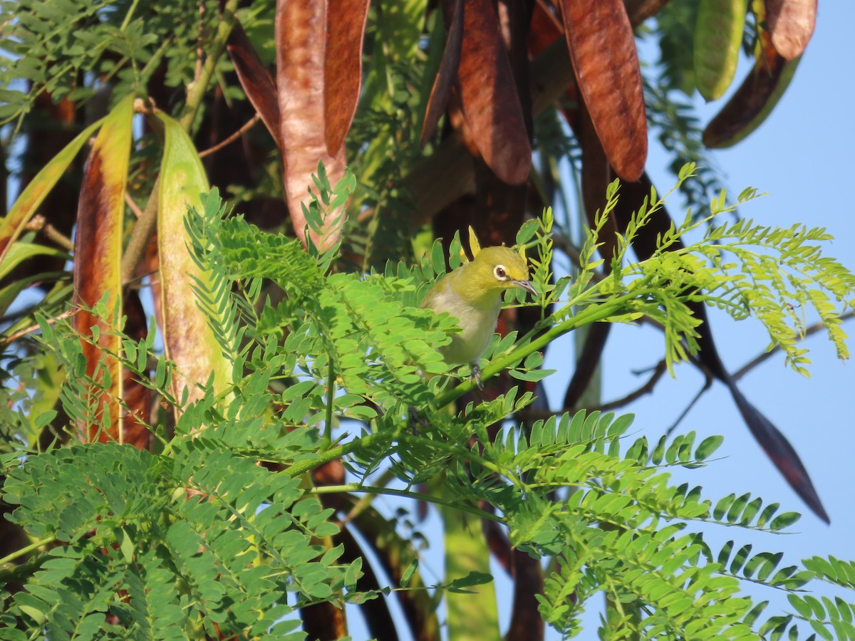 Swinhoe's White-eye - ML638395915