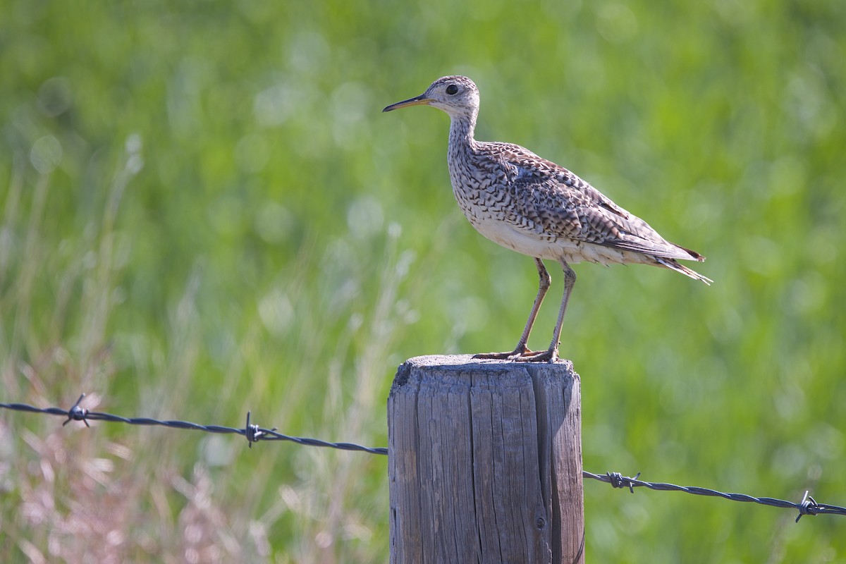 Piro piro codalunga - ML638395916