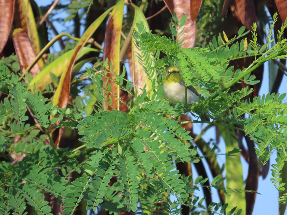 Swinhoe's White-eye - ML638395917