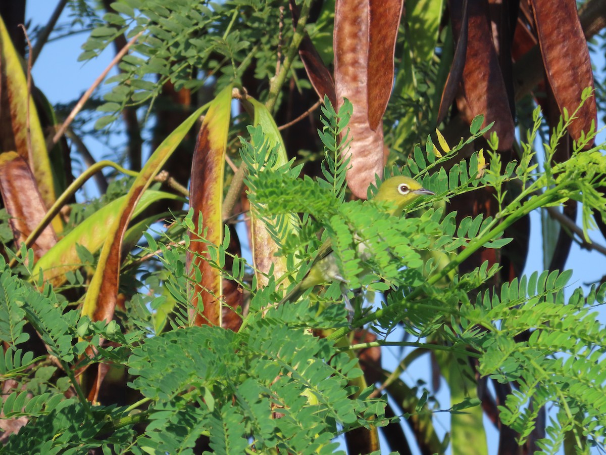 Swinhoe's White-eye - ML638395918