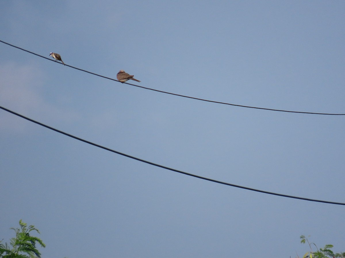 Spotted Dove - ML638395942