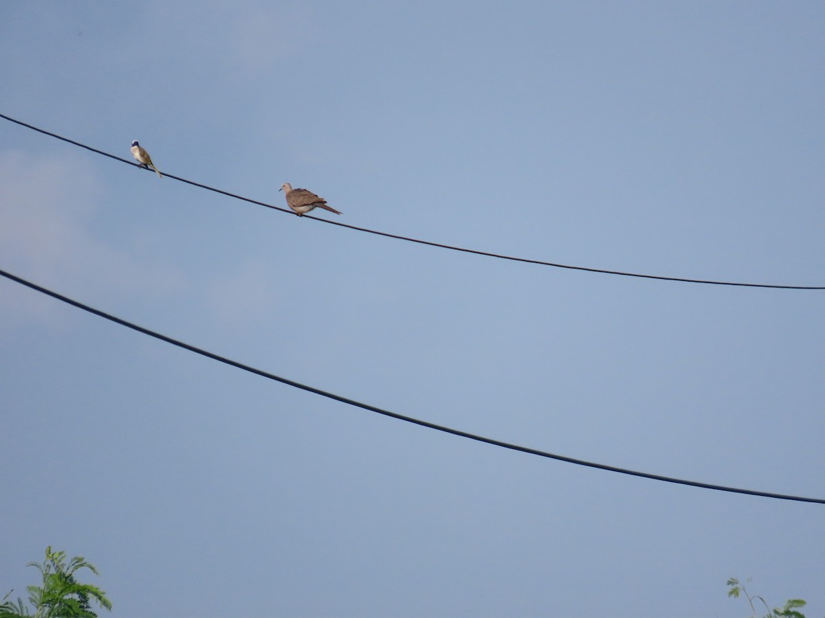 Spotted Dove - ML638395943