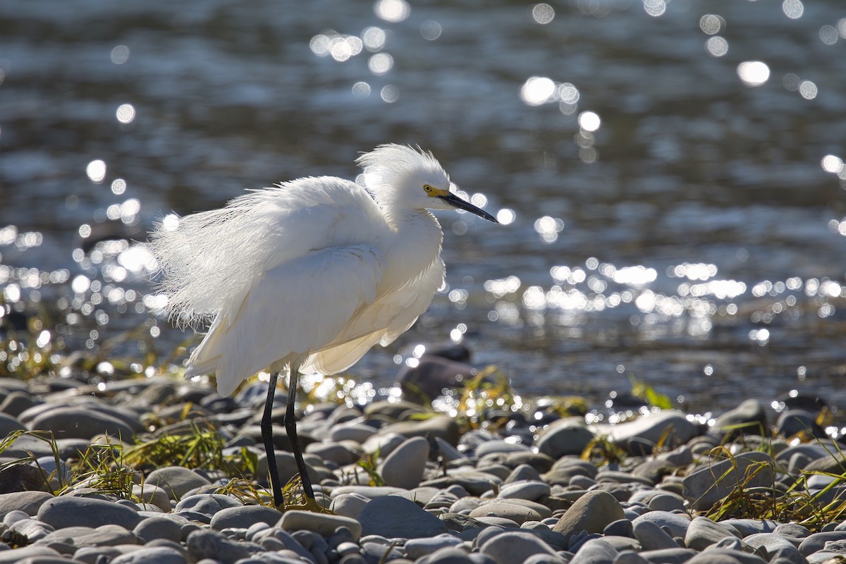 Snowy Egret - ML638396011