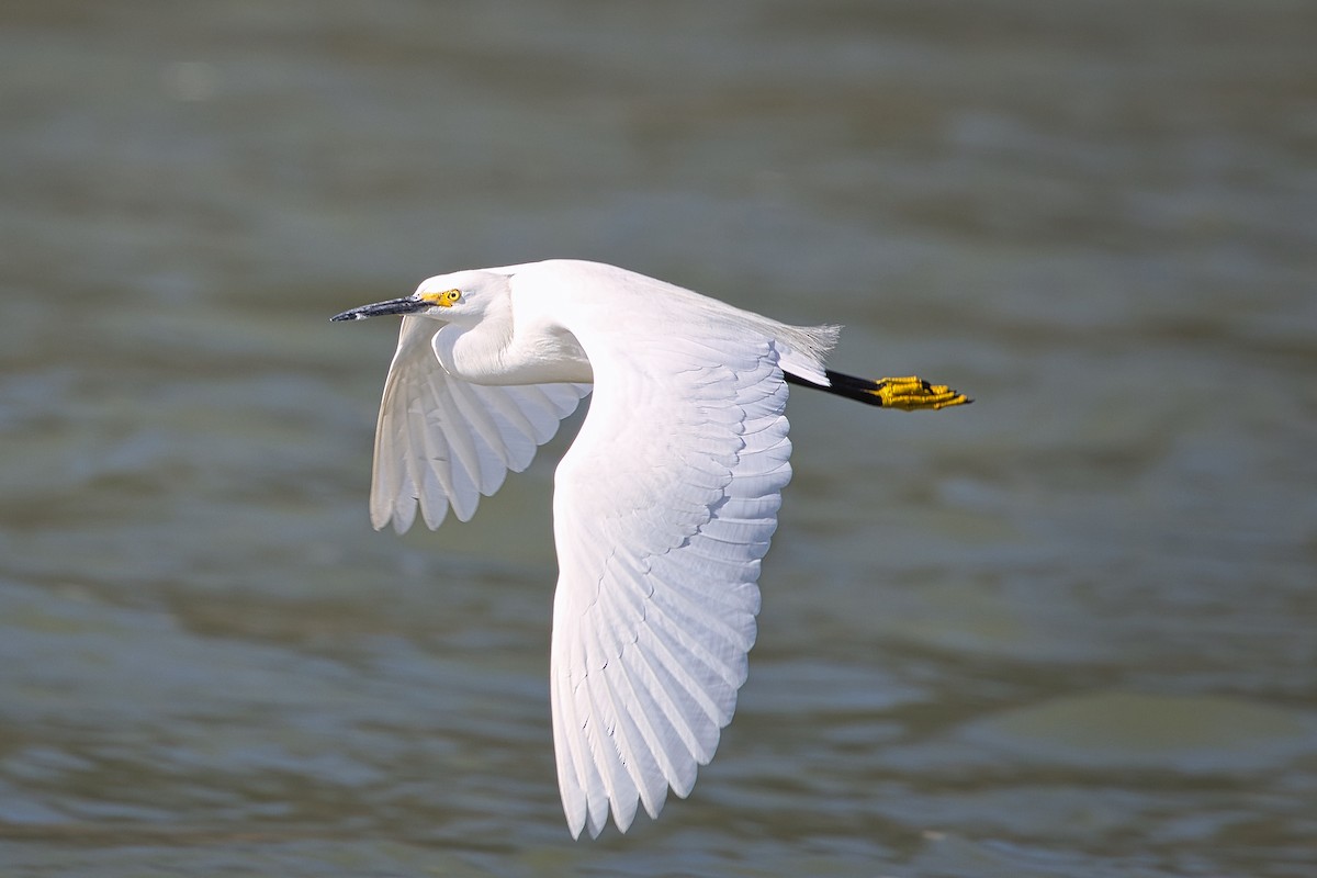 Snowy Egret - ML638396013