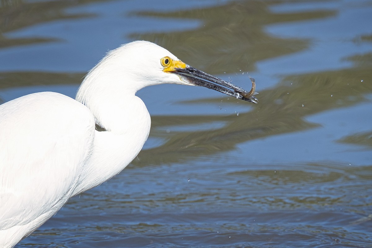 Snowy Egret - ML638396015