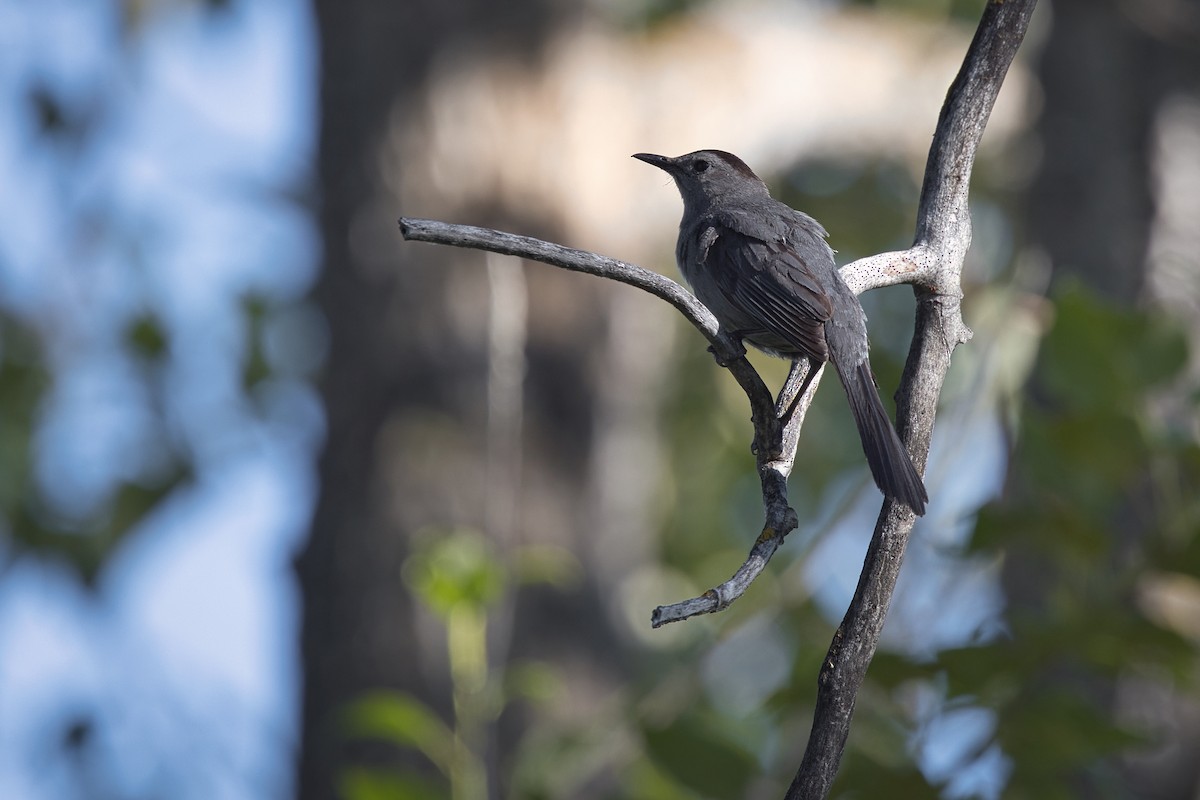 Gray Catbird - ML638396035
