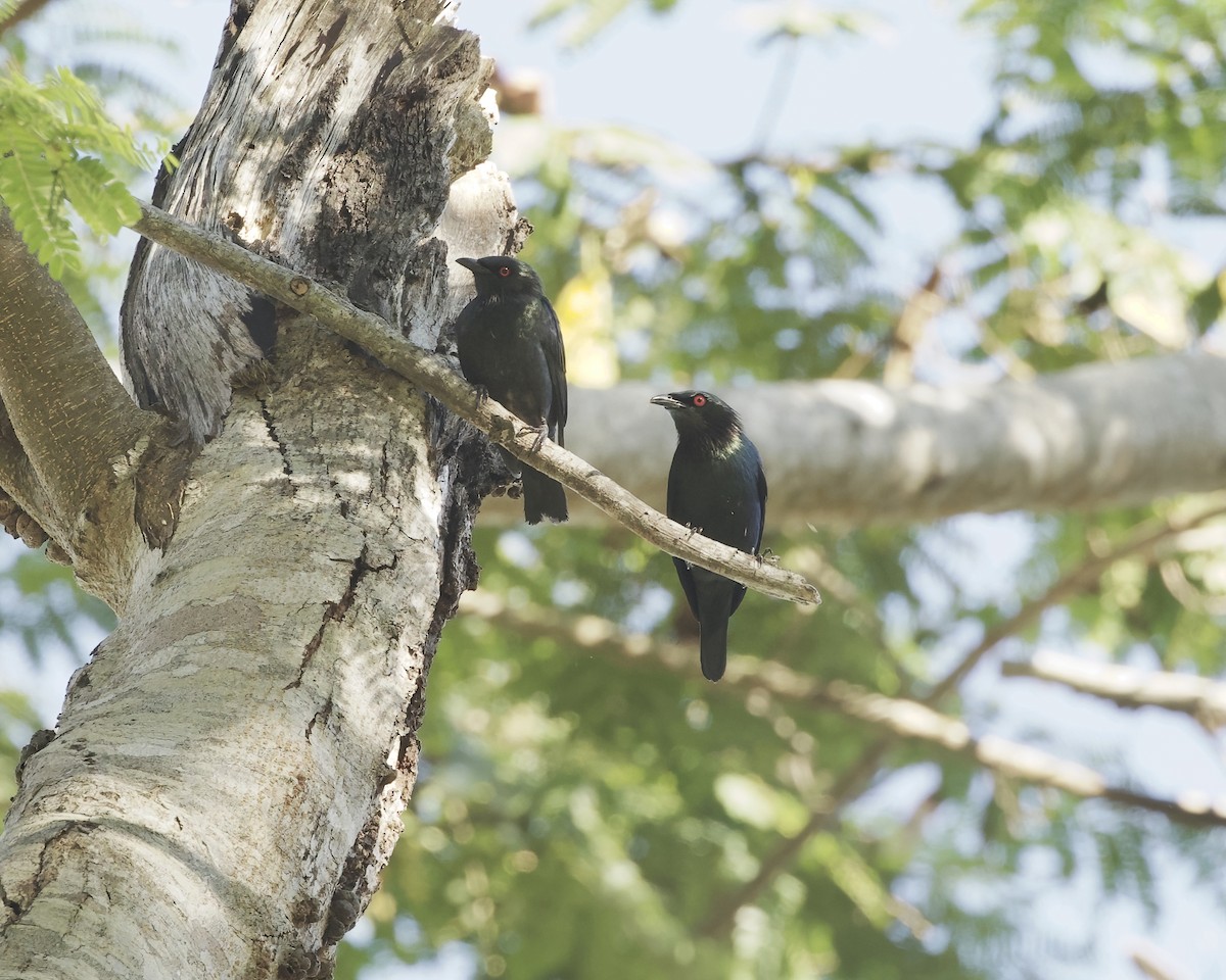 Short-tailed Starling - ML638396058