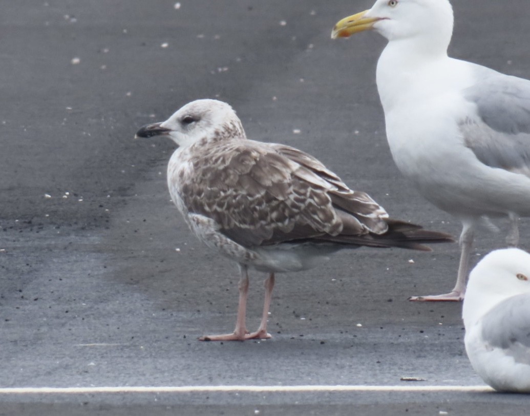 Lesser Black-backed Gull - ML638396079