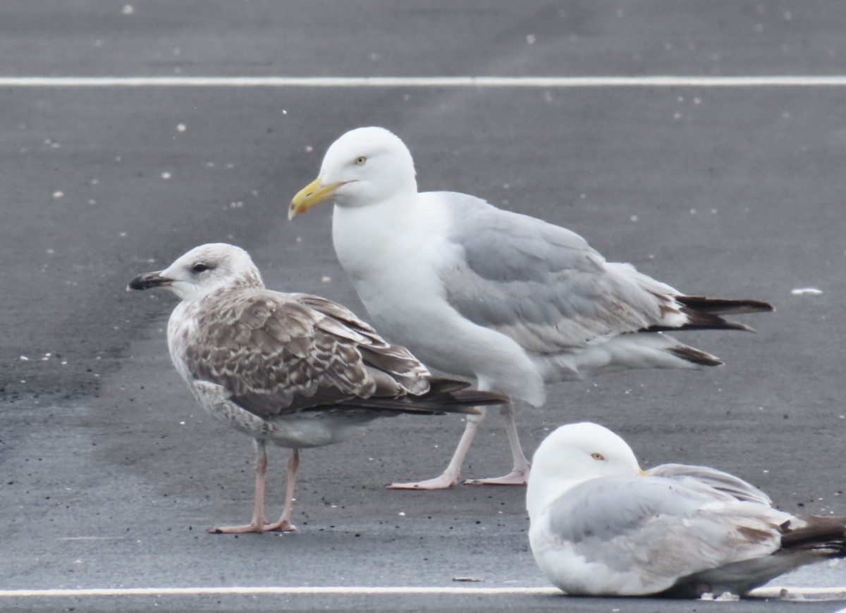 Lesser Black-backed Gull - ML638396080