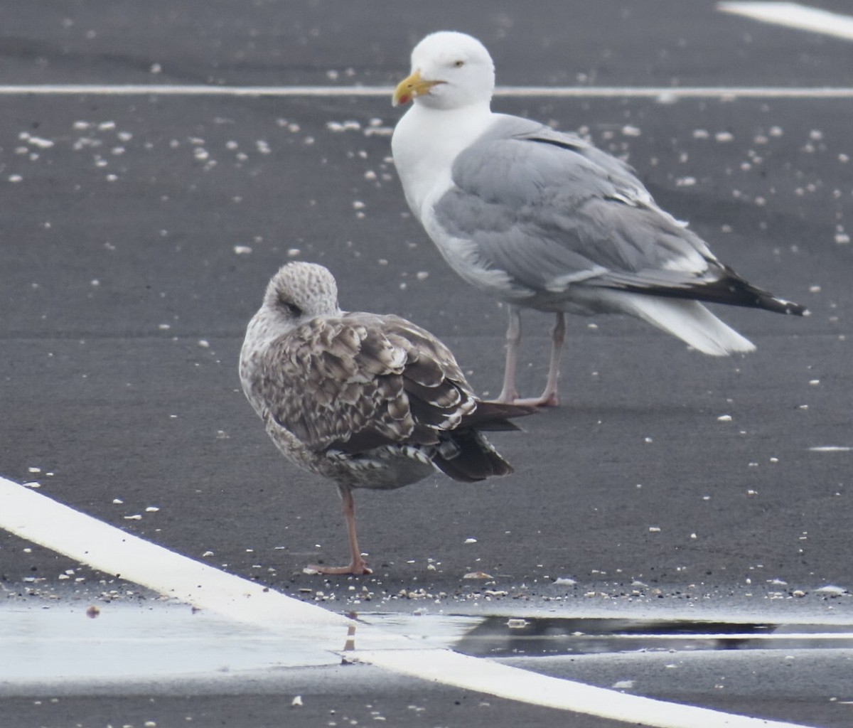 Lesser Black-backed Gull - ML638396088
