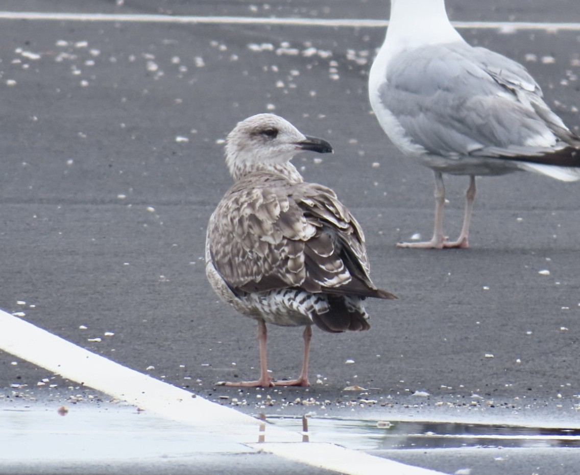 Lesser Black-backed Gull - ML638396089